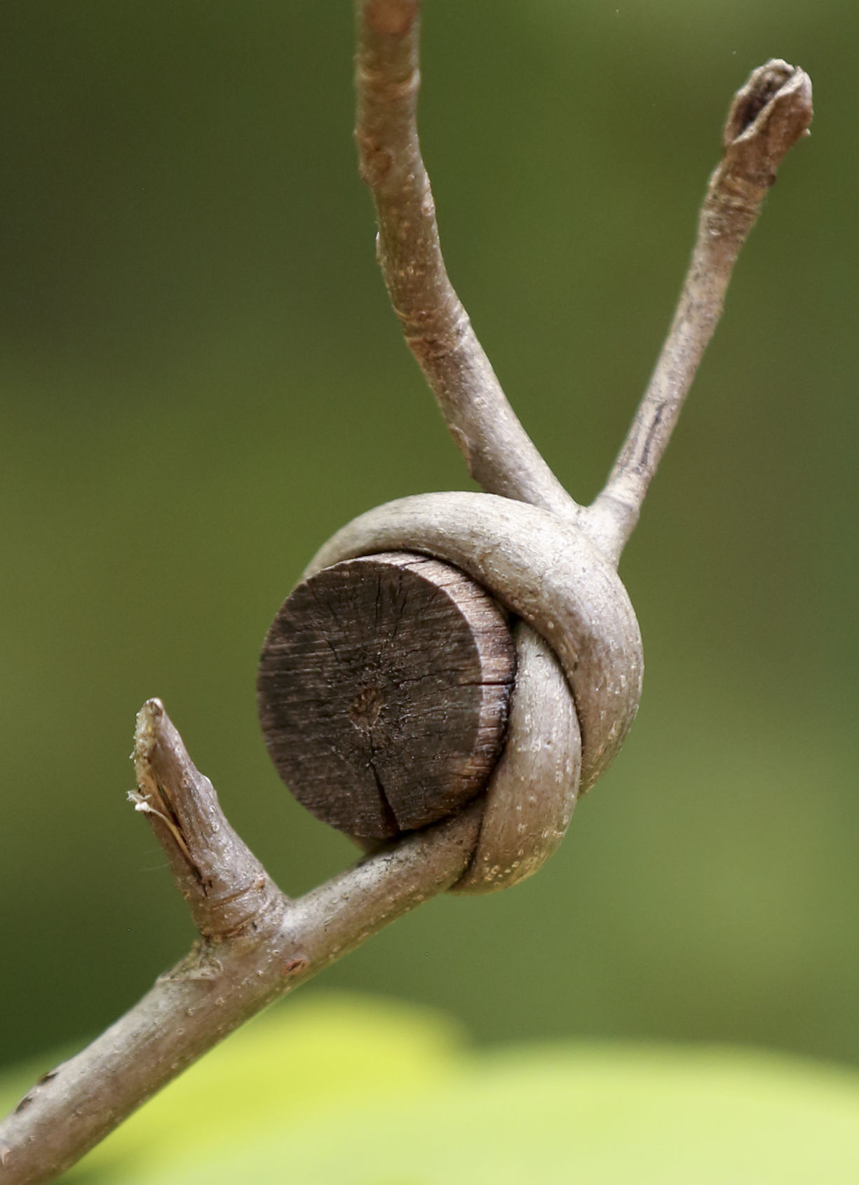 In Floyd, engagement and wedding rings grow on trees